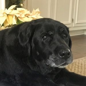 Meet your Posher, Billy